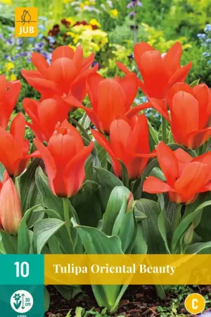Klantfavoriet | Tulipa Oriental Beauty