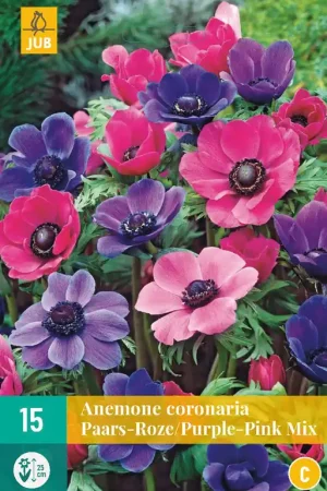 Anemone cor. Paars-Roze Mix - Direct kopen