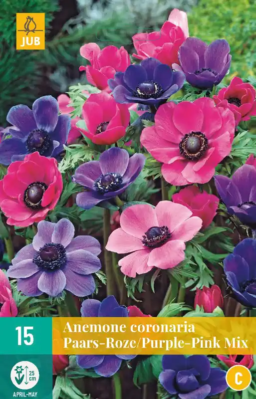 Anemone cor. Paars-Roze Mix - Direct kopen