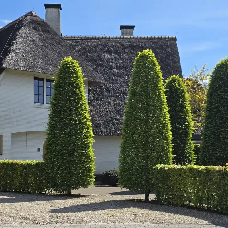 Carpinus betulus Fastigiata - Pak je kans