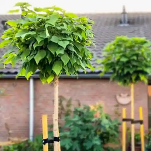 Extra voordeel | Bolcatalpa