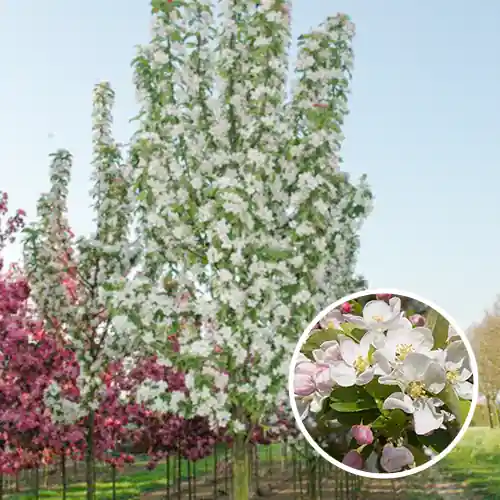 Voordeelprijs - Malus Red Sentinel (sierappel)