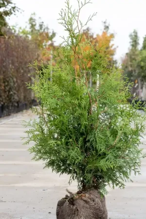Thuja Brabant - Actieprijs