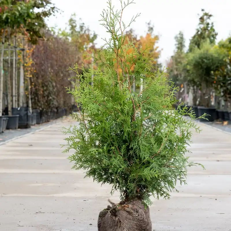 Thuja Brabant - Actieprijs