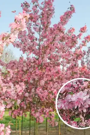 Malus Rudolph (rode sierappel) - Wees er snel bij
