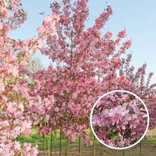 Malus Rudolph (rode sierappel) - Wees er snel bij