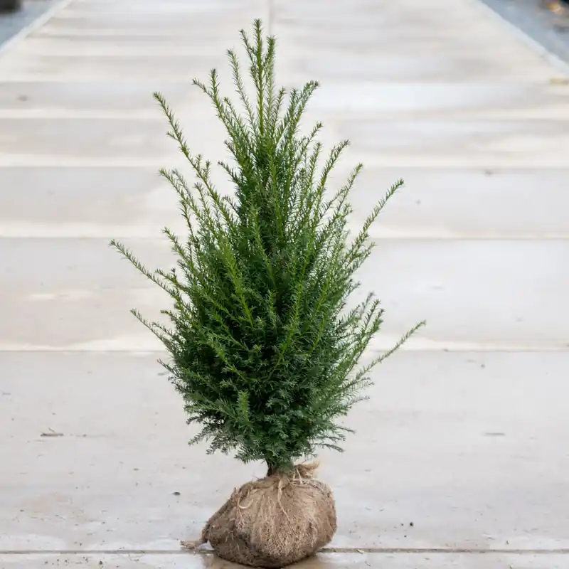 Taxus Baccata - Laatste stuks