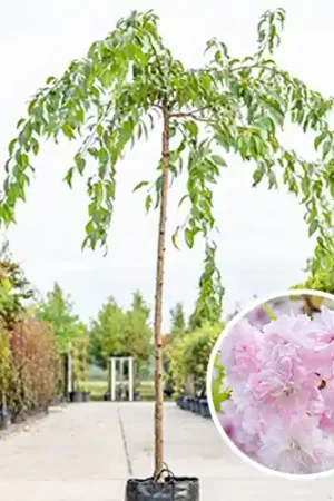 Zolang de voorraad strekt - Prunus Kiku-Shidare