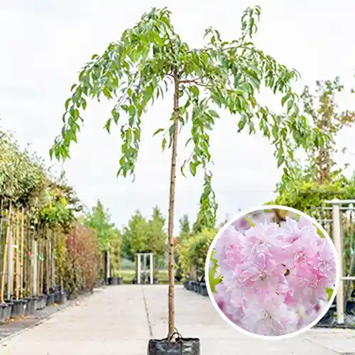 Zolang de voorraad strekt - Prunus Kiku-Shidare