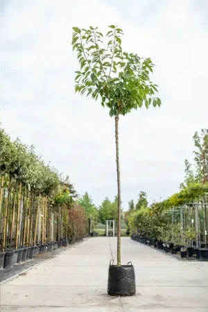 Prunus serrulata Kanzan | Bespaar nu