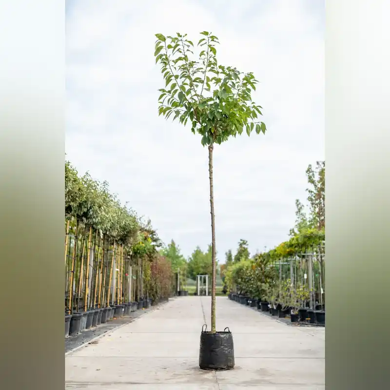 Prunus serrulata Kanzan | Bespaar nu