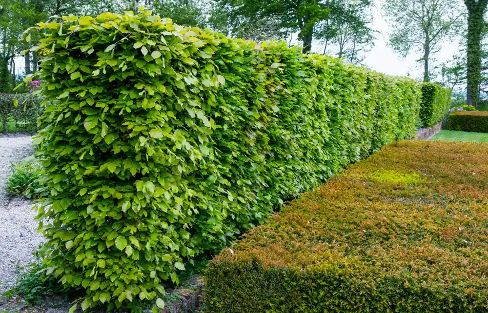 Spoedlevering | Groene beukenhaag