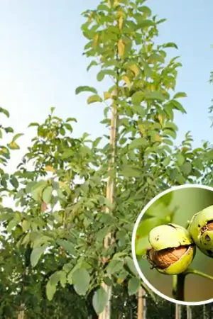 Aanbieding loopt bijna af - Gewone Walnotenboom