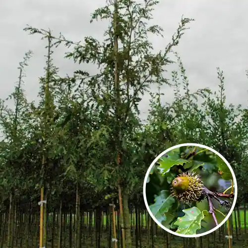 Quercus cerris | Superprijs