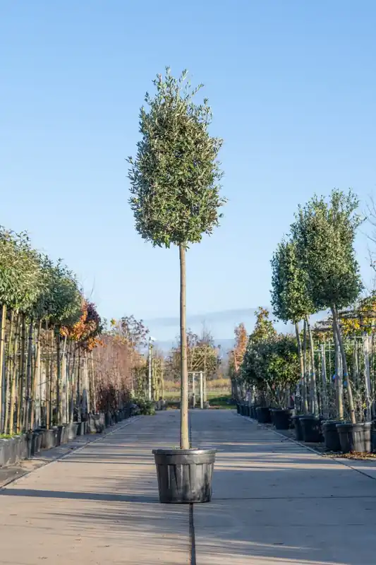 Premiumkwaliteit - Steeneik Quercus ilex boom