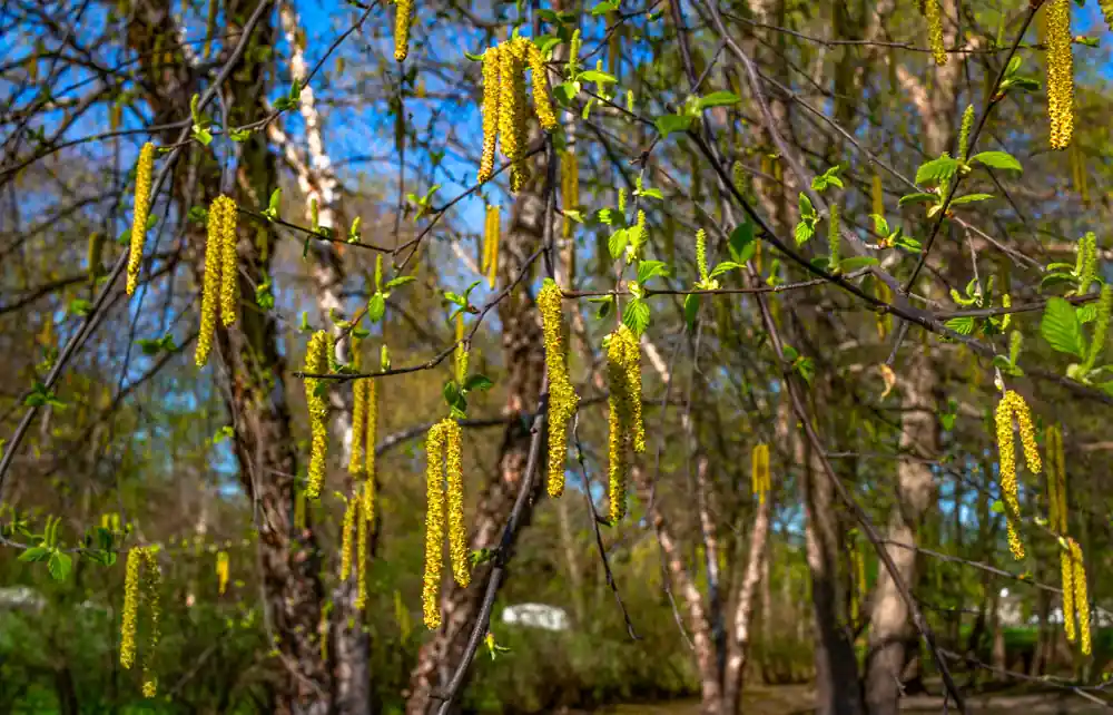 Actie loopt bijna af | Betula nigra
