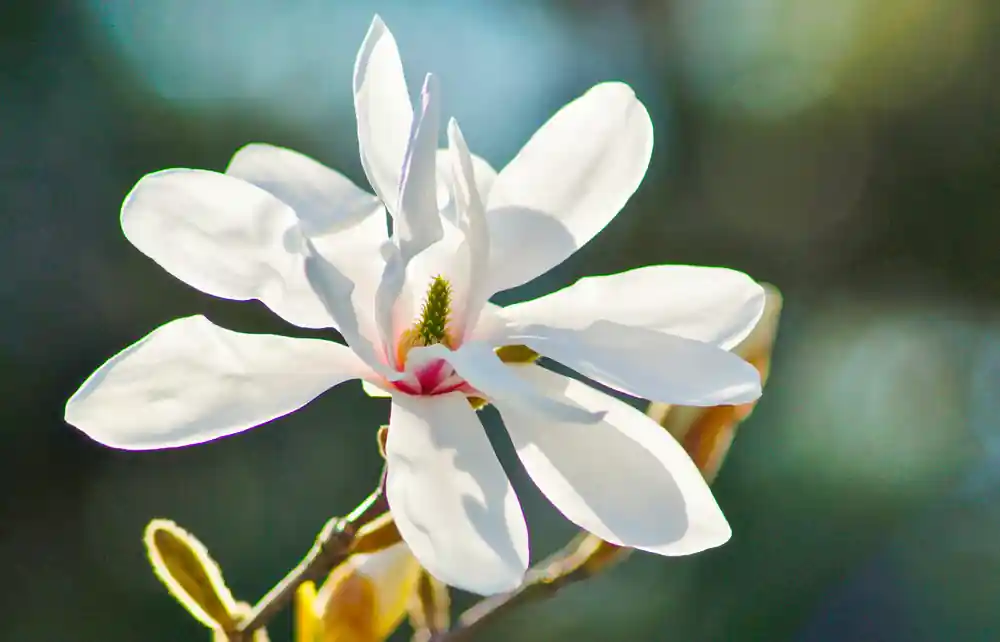 Extra voordeel | Magnolia kobus