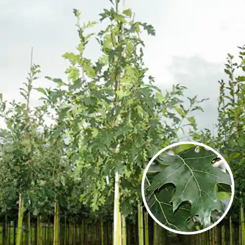 Laatste dagen - Quercus rubra