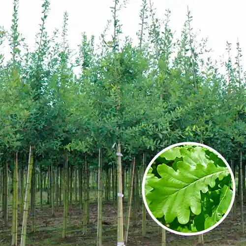 Quercus robur - Sale