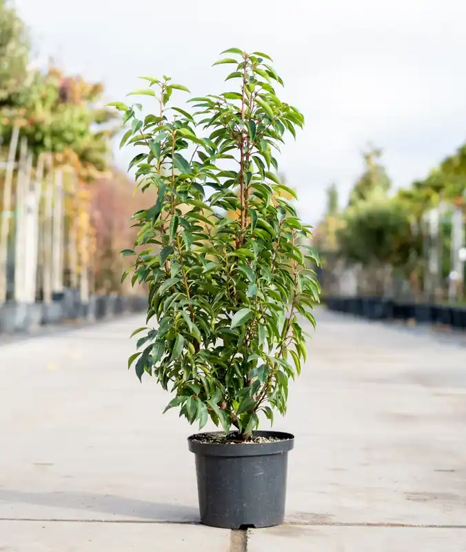 Bestelbaar | Portugese laurier (Prunus lusitanica Angustifolia)