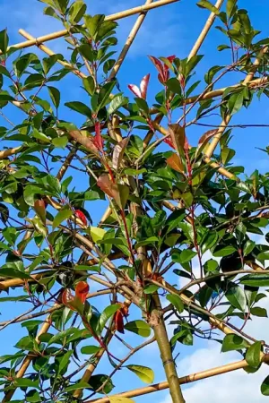 Leiphotinia | Online bestelbaar