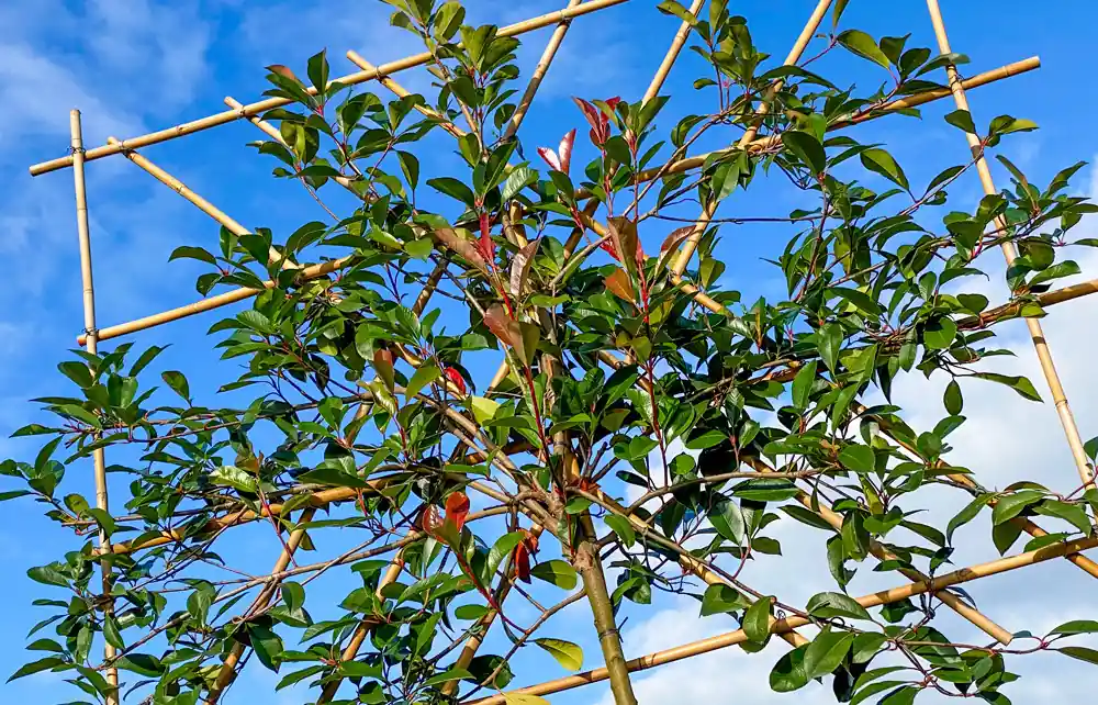 Leiphotinia | Online bestelbaar