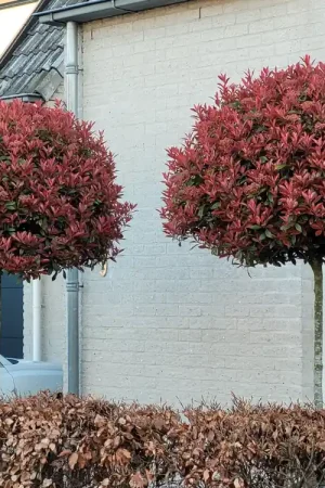 Nieuw product - Bol Photinia