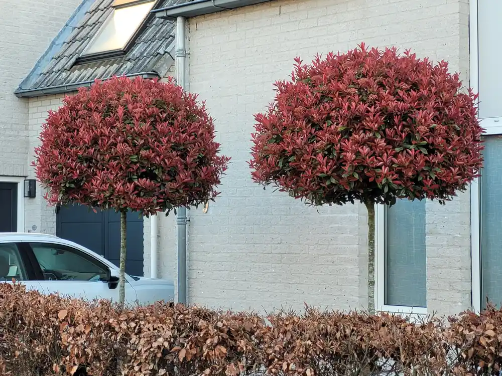 Nieuw product - Bol Photinia