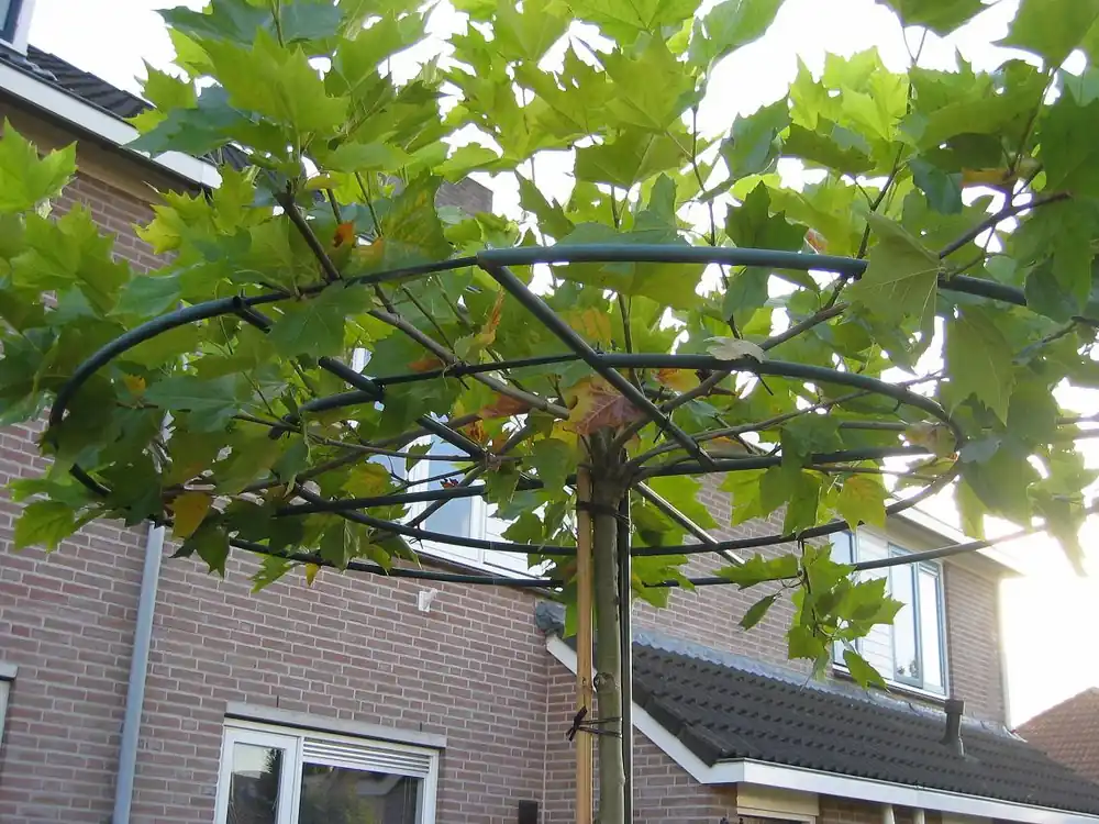 Slechts tijdelijk - Gecoate ring of vierkant