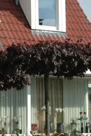 Prunus nigra (dakvorm) - Favoriet van klanten