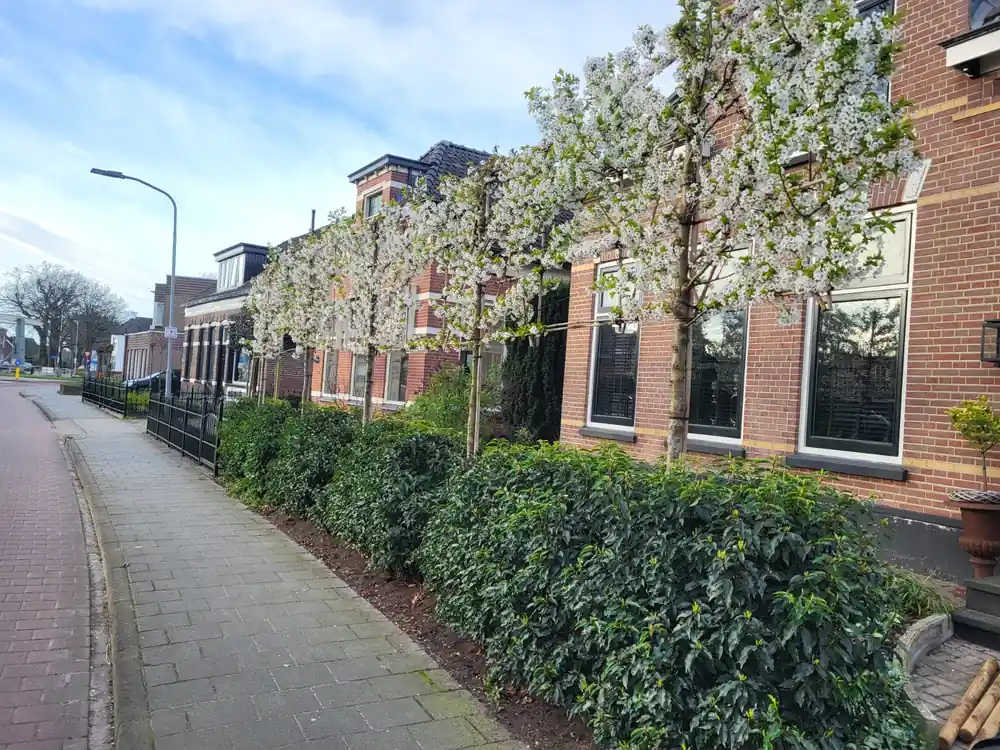 Lei Sierpeer - Fabrieksprijs