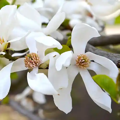 Zeer goed beoordeeld - Lei Magnolia