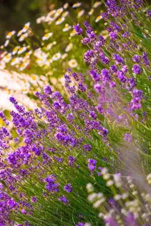 Lavendel Hidcote | Premiumkwaliteit