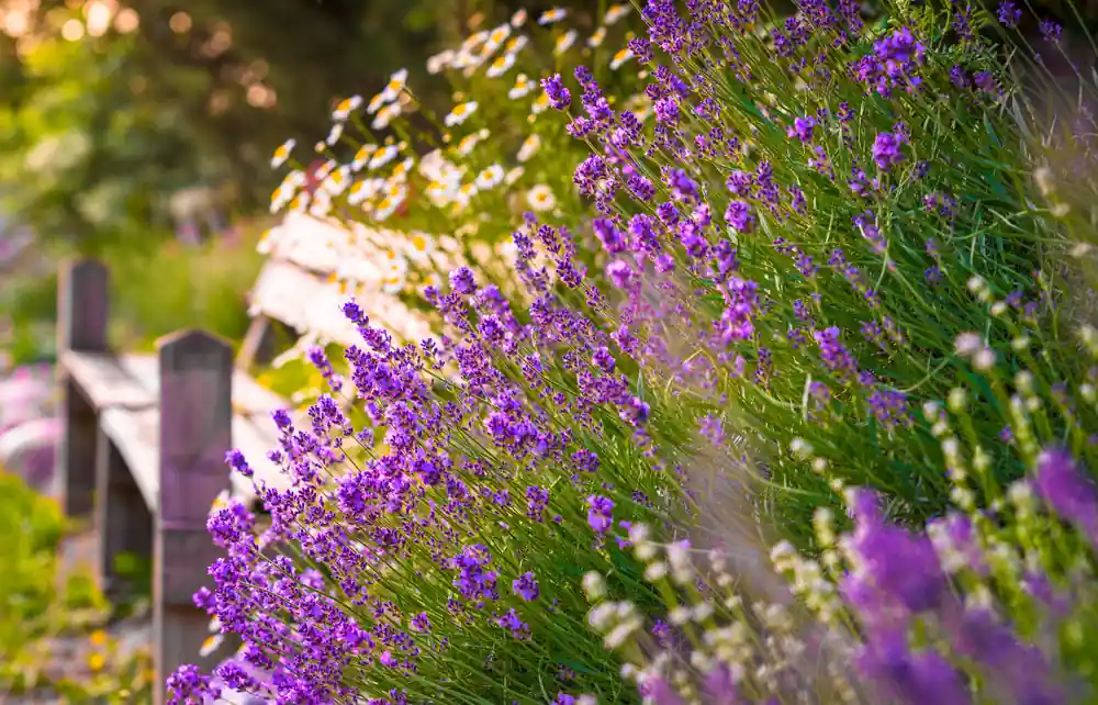 Lavendel Hidcote | Premiumkwaliteit