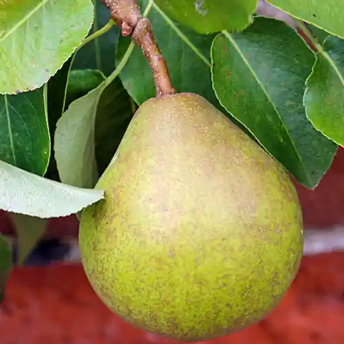 Perenboom Doyenne du Comice - Populair bij klanten