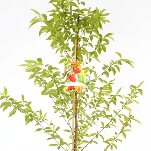 Superprijs | Nectarine Madame Blanchet