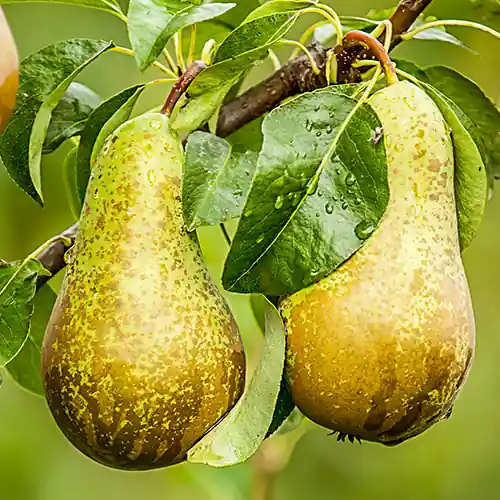 Perenboom Conference - Goed beoordeeld