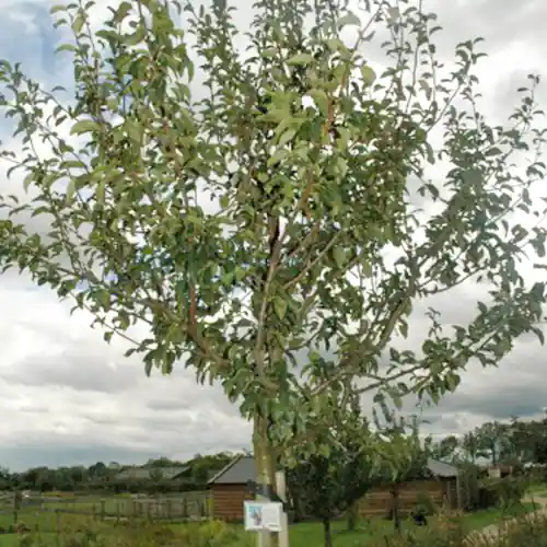 Extra korting - Perenboom Jut