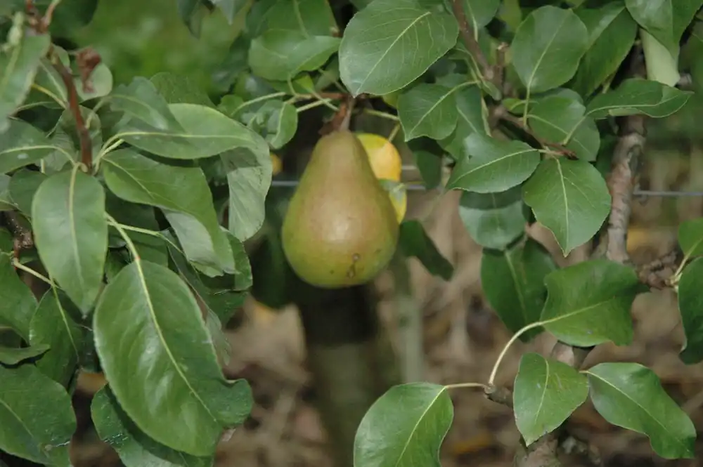 Hoge kwaliteit | Perenboom Kruidenier