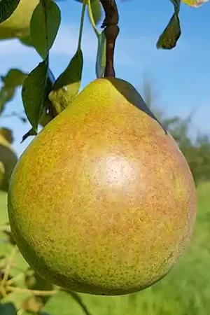 Aanbieding loopt bijna af | Perenboom Saint Remy