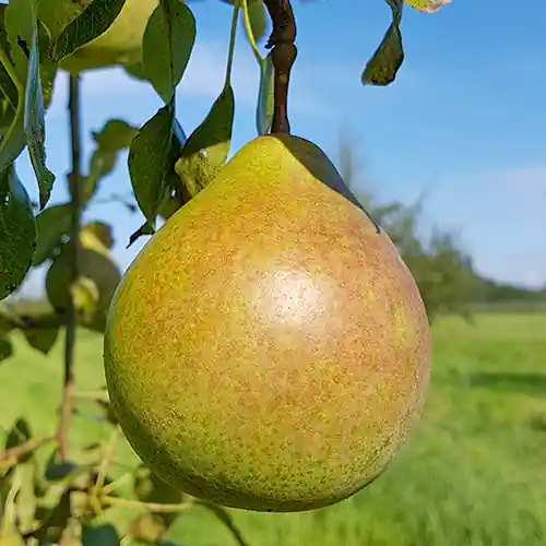 Aanbieding loopt bijna af | Perenboom Saint Remy