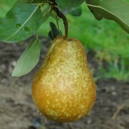 Favoriet van klanten | Perenboom Triomphe de Vienne