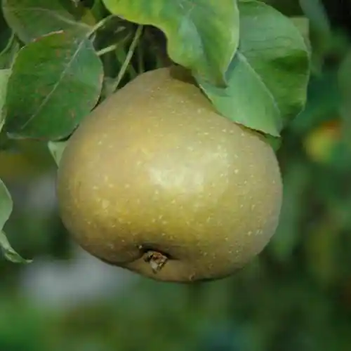 Perenboom Zoete Brederode - Shop nu