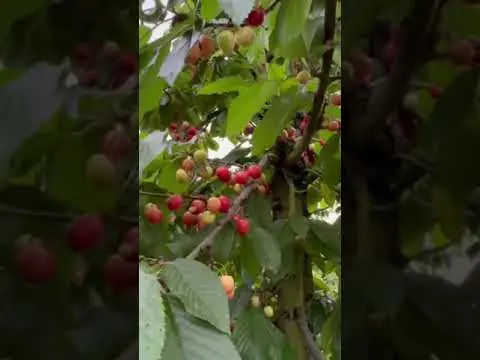 Kersenboom Kordia - Pak je kans