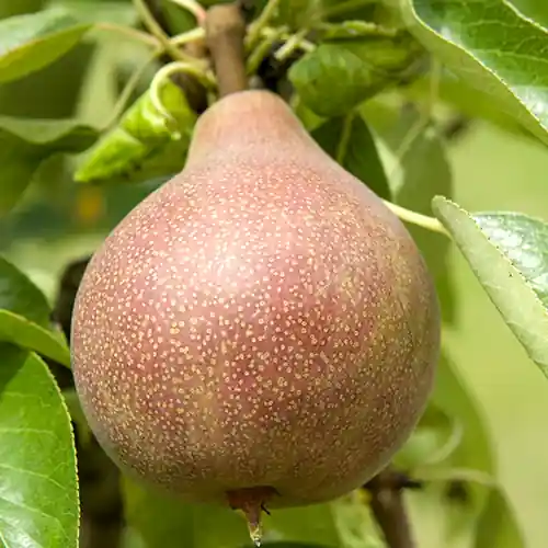 Perenboom Clapp s Favourite | Nieuw