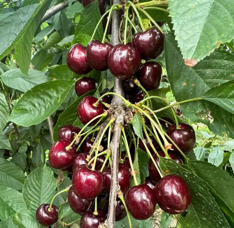 Beste prijs | Kersenboom Karina