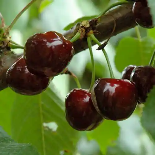 Nieuw binnengekomen | Kersenboom Van