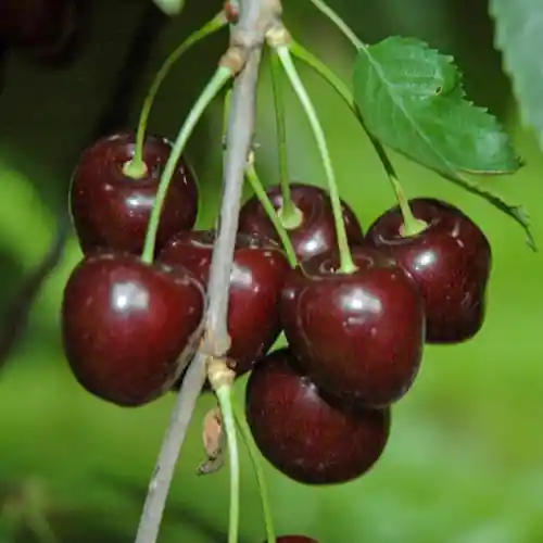 Kersenboom Stella | Topproduct