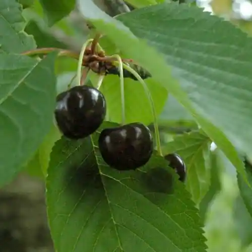 Kersenboom Varikse Zwarte - Superprijs