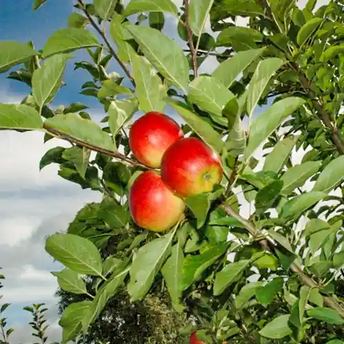 Appelboom Ecolette - Bespaar meer